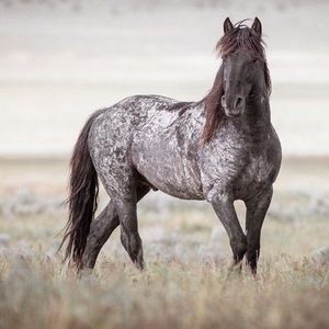 Meet your Posher, Ibrahim